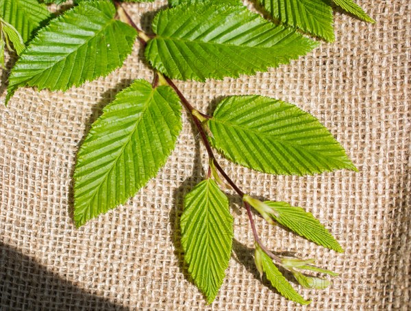 Green leaves placed on linen canvas