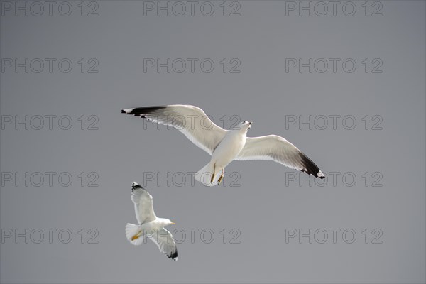 Pair of seagulls flying in the sky background
