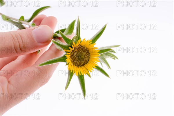 Hand holding yellow sunflower on a white background