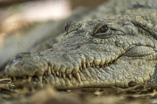 Nile crocodile in the sacred crocodile pool of Kachikally