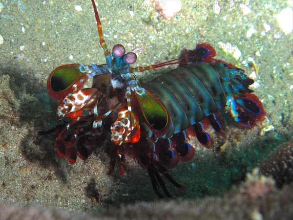 Peacock mantis shrimp