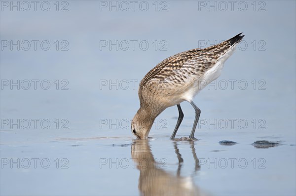 Bar-tailed Godwit