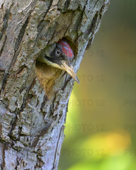 European green woodpecker