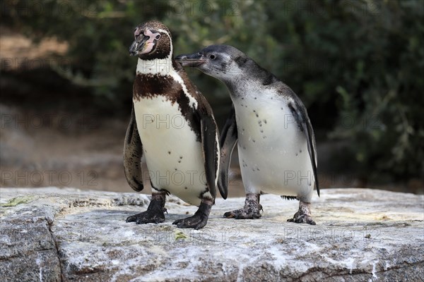 Humboldt penguin