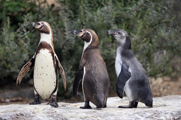 Humboldt penguin