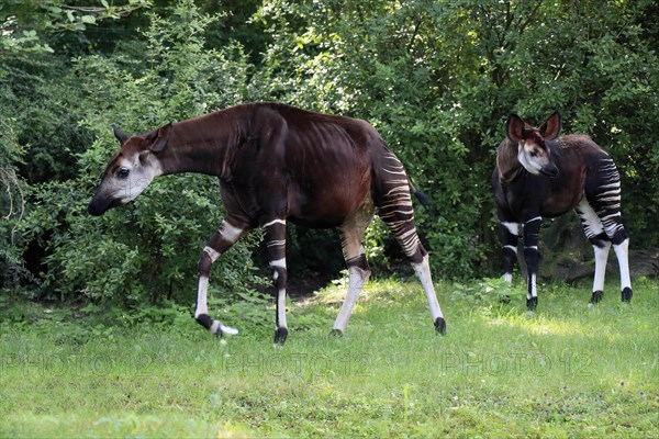 Okapi