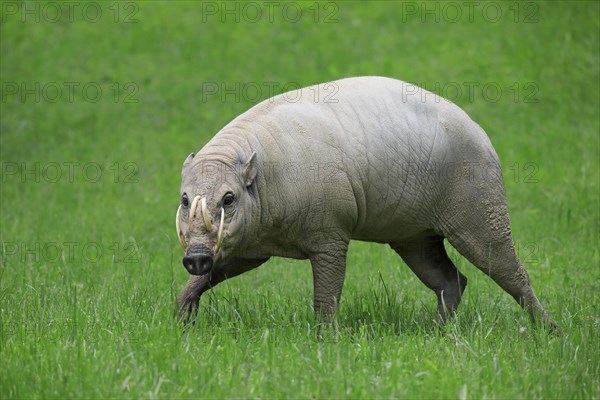 North sulawesi babirusa