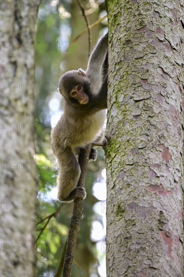 Japanese macaque