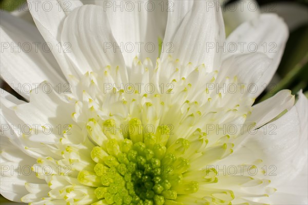 Beautiful colorful natural spring flowers in macro view