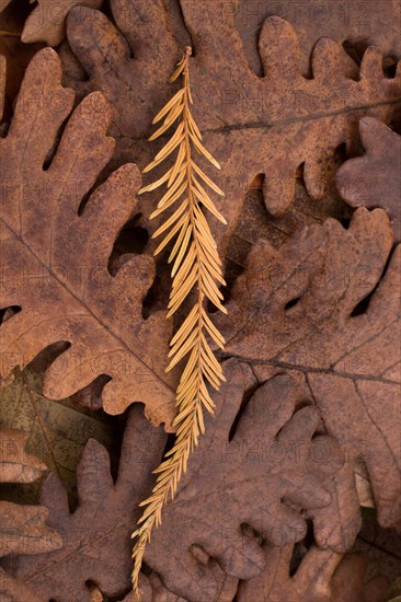 Dry leaf outstanding on other leaves as an autumn background