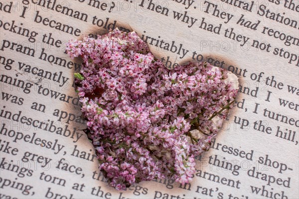 Flowers seen through heart shape cut out of cardboard