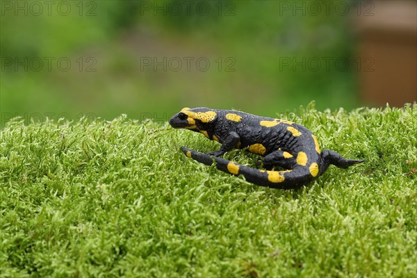 Fire salamander