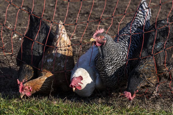 Free range chicken trying to reach the grass on the other side of the fence. One hen looking up