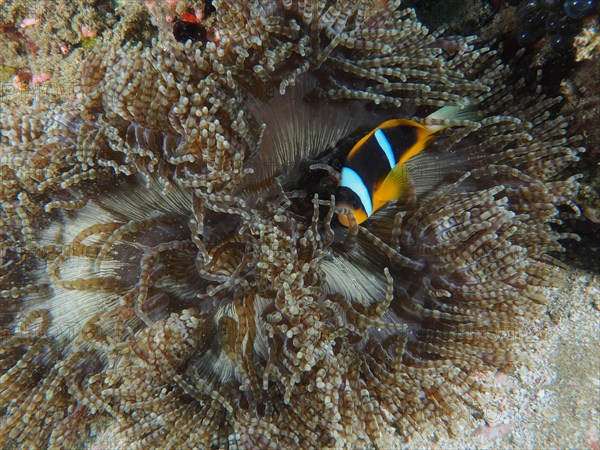 Beaded anemone