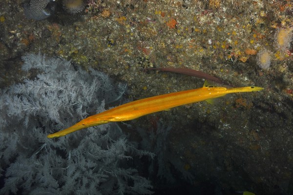 Chinese trumpetfish