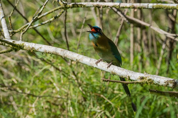 Blauscheitelmotmot