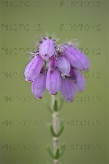 Cross-leaved heath