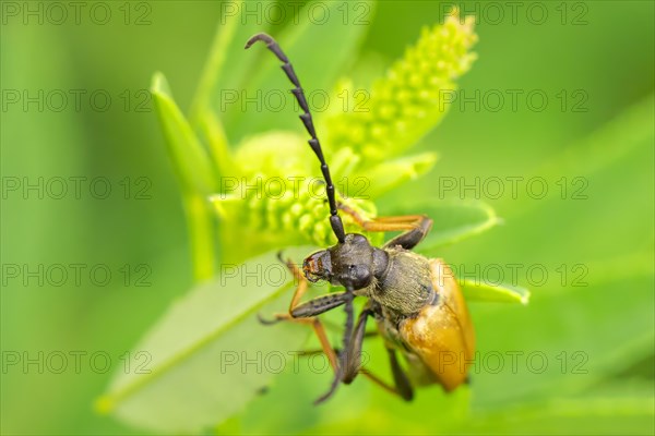 Red longhorn beetle