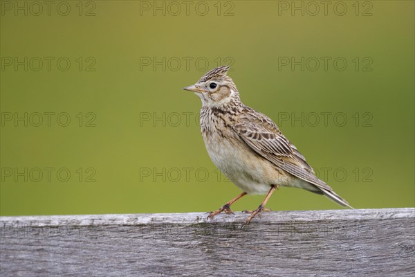 Eurasian skylark