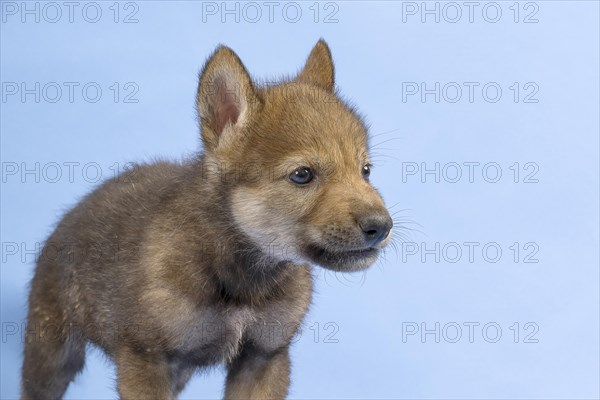 European gray wolf