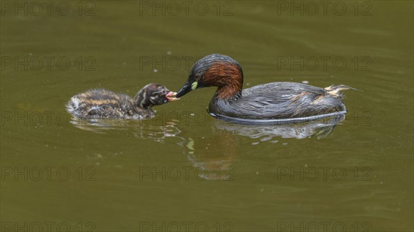 Little Grebe