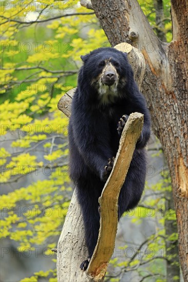 Spectacled bear