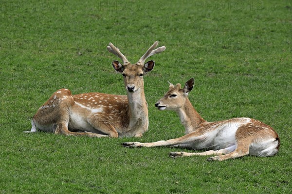 Mesopotamian fallow deer