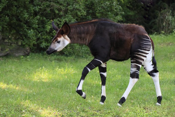 Okapi