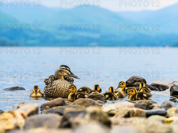 Mallard Duck