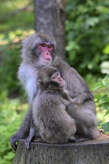 Japanese macaque