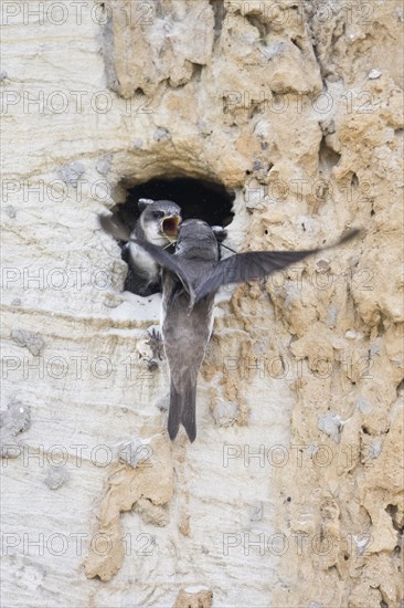 Sand martins