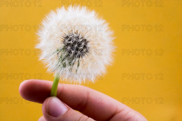 Hand holding White Dandelion flower on background