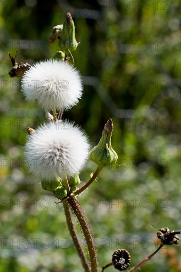 Beautiful fresh flowers in nature background