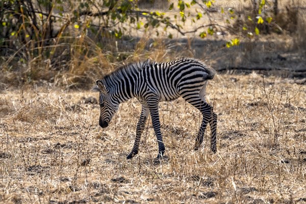 Plains Zebra of the subspecies crawshay's zebra