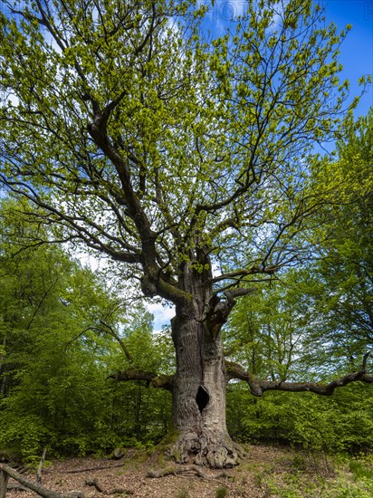 Chimney oak tree