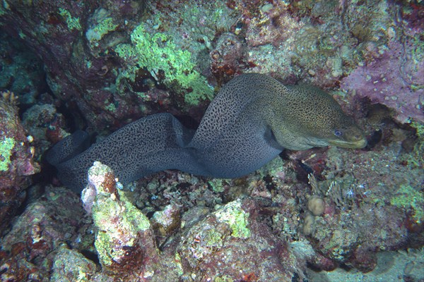 Giant Moray