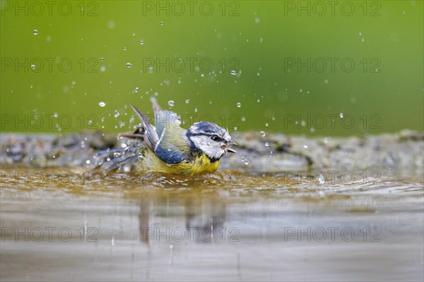 Bathing Blue Tit
