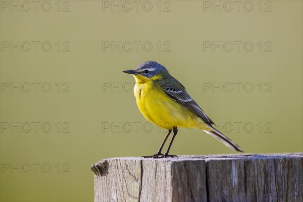 Western yellow wagtail