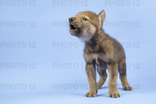 European gray wolf