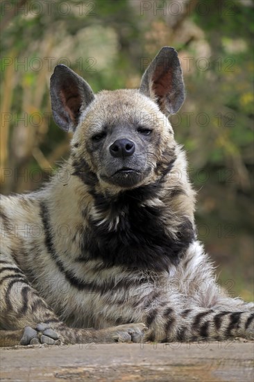 Striped hyena