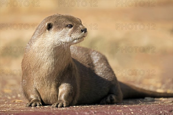 Oriental small-clawed otter