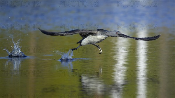 Red-throated diver