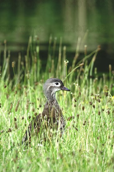 Young mandarin duck