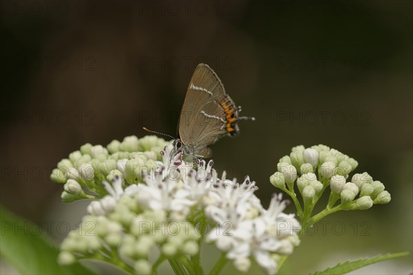 White-letter hairstreak