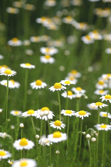 Roman chamomile