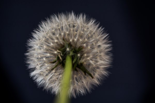 White Dandelion flower on black background