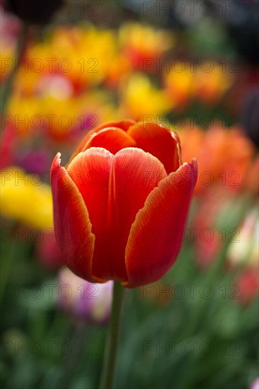 Outstanding colorful tulip flower bloom in the spring garden