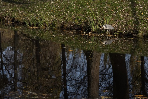 Grey heron