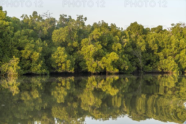 Mangroves on a branch of the Gambia River near Bintang