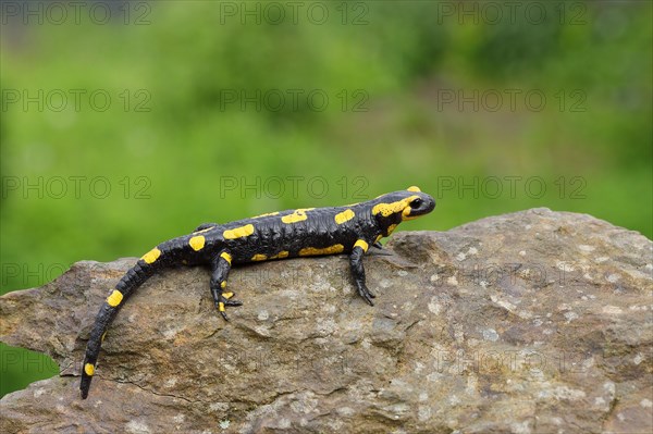 Fire salamander